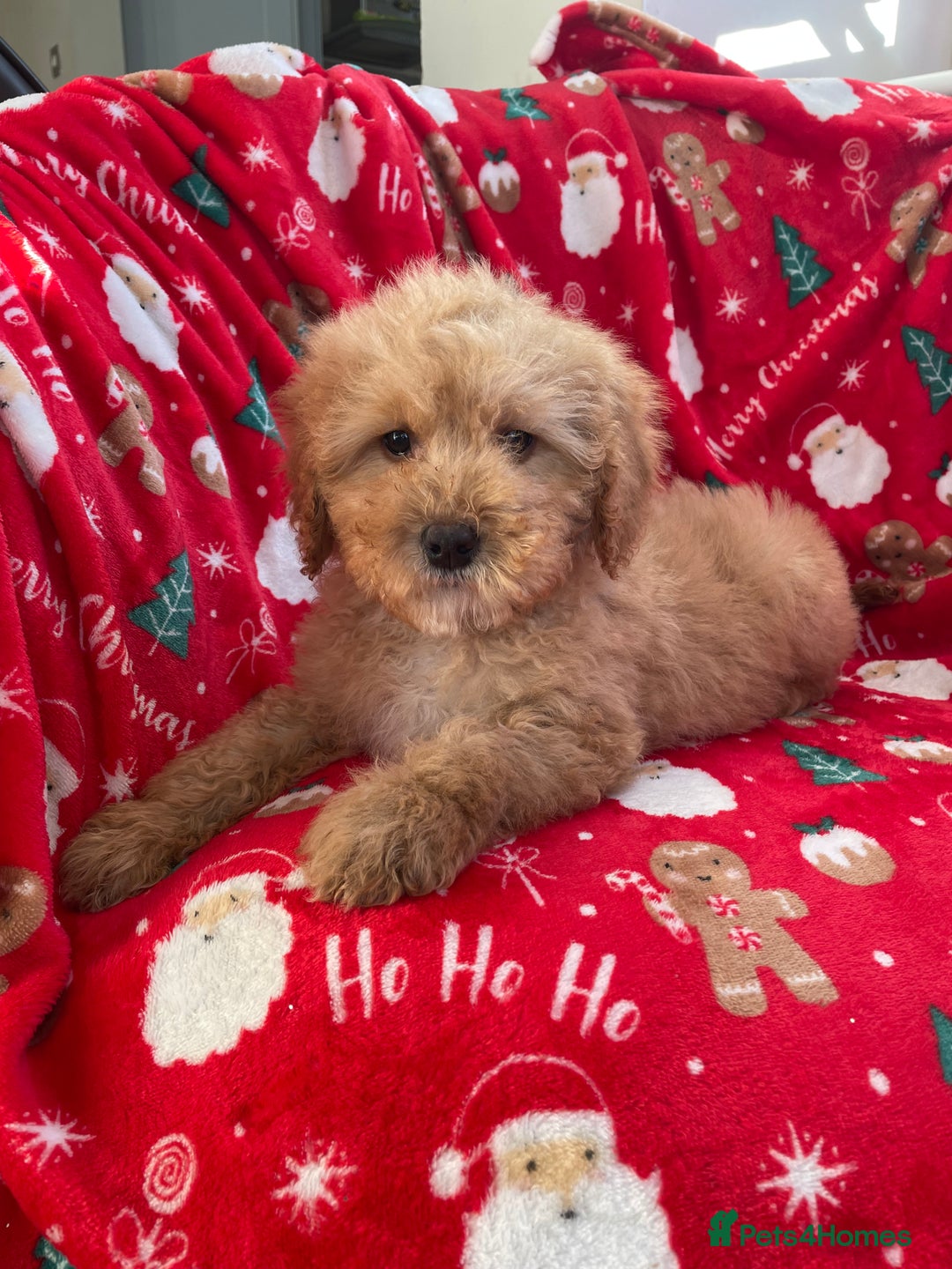 Mixed Breed dogs for sale: 🌟🌟Stunning Australian Cavapoo Puppies 🩷💙 m - Advert 17