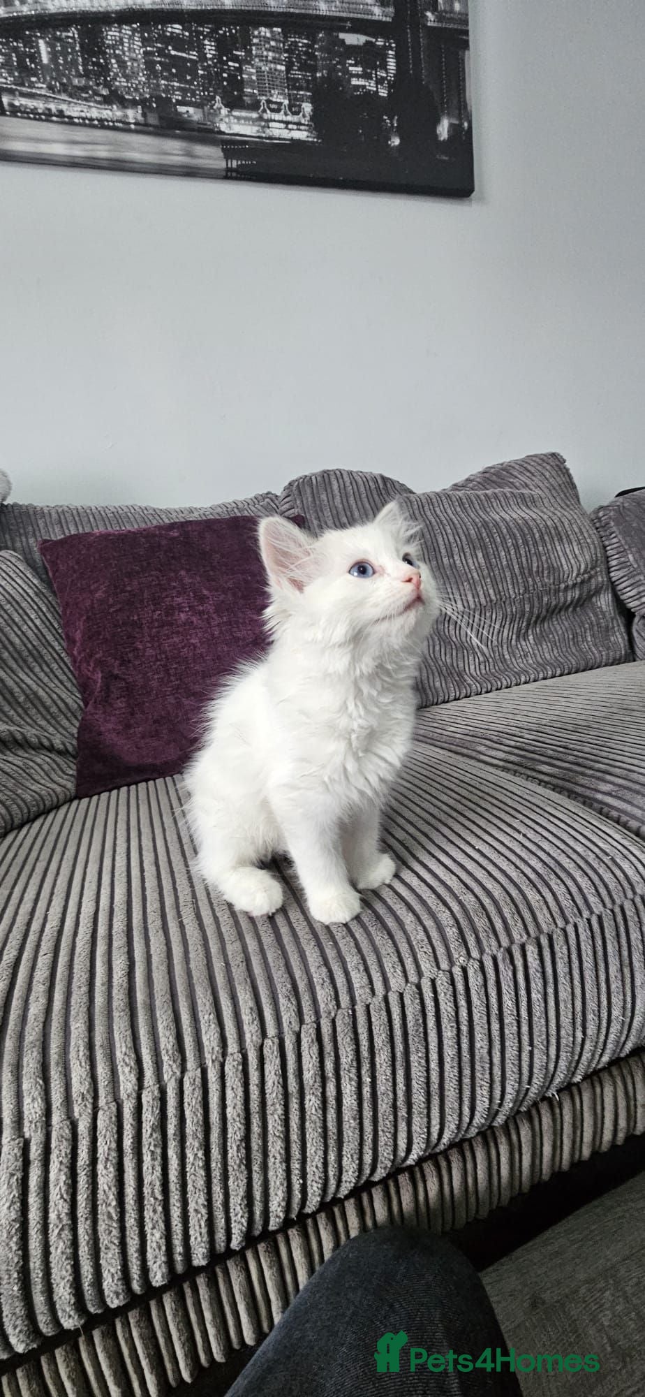 Ragdoll cats Stunning ragdoll kittens looking for new homes - Advert 4