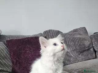 Ragdoll cats Stunning ragdoll kittens looking for new homes - Advert 4