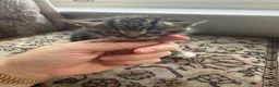 Mixed Breed cats for sale: Mix litter of beautiful kittens - Advert 12