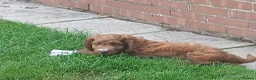 Cockapoo dogs for sale: Red and apricot cockedpoo puppys - Advert 13