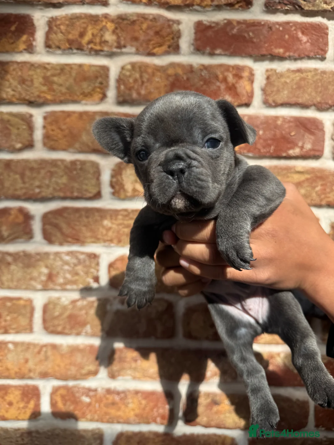 French Bulldog dogs for sale: Beautiful Puppies Looking for Loving Homes 🐾 in Ashford - Advert 1