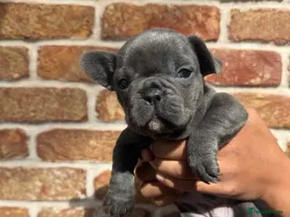 French Bulldog dogs Beautiful Puppies Looking for Loving Homes 🐾 - Advert 1
