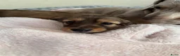 Miniature Dachshund dogs for sale: 5 beautiful miniature dachshund  - Advert 3