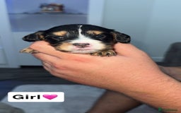 Mixed Breed dogs for sale: Cockalier Puppies🐶 - Image 5