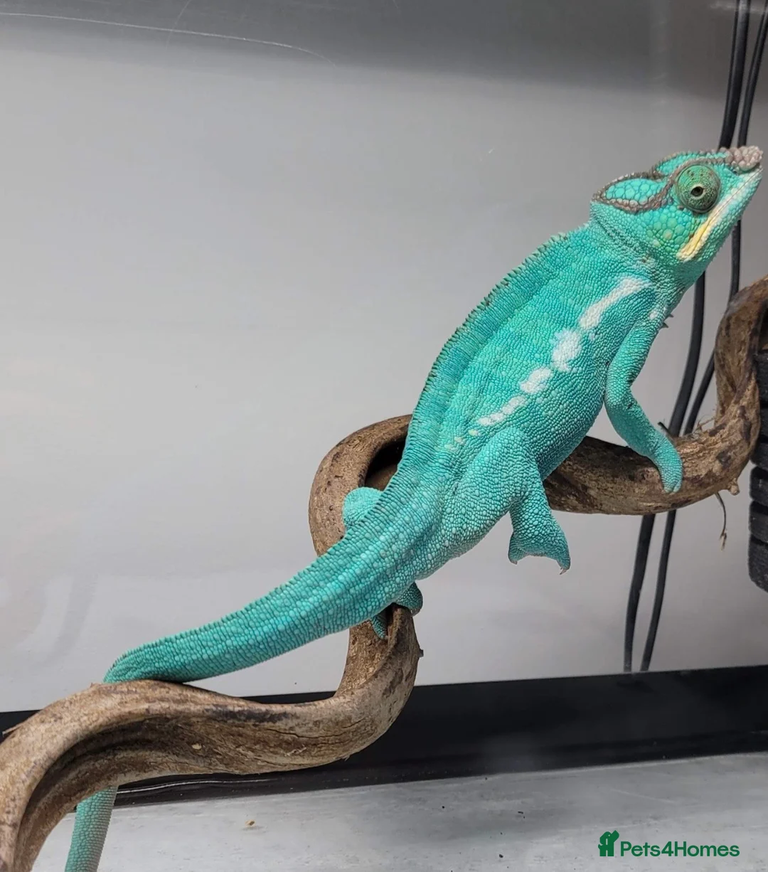 Chameleon reptiles for sale: Super Tame Panther Chameleon - Nosy Be - Advert 4