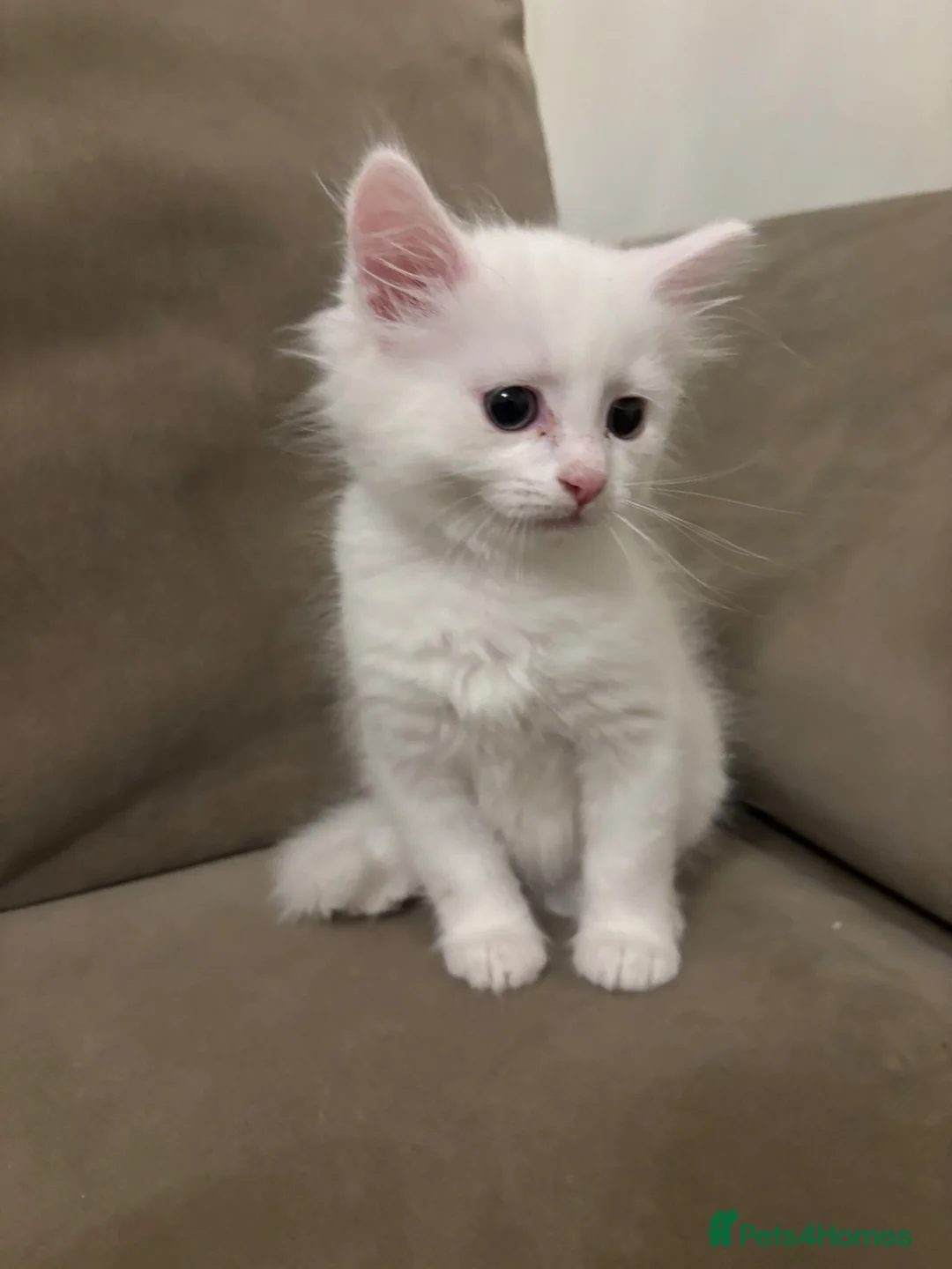 Mixed Breed cats for sale: Half Turkish van fluffy kittens! - Advert 14