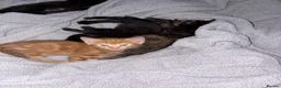 Mixed Breed cats for sale: 5 kittens for sale. prices vary..READ DESCRIPTION  - Advert 7