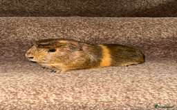 Guinea Pig rodents for sale: Female guinea pig pair (must stay together) - Image 13