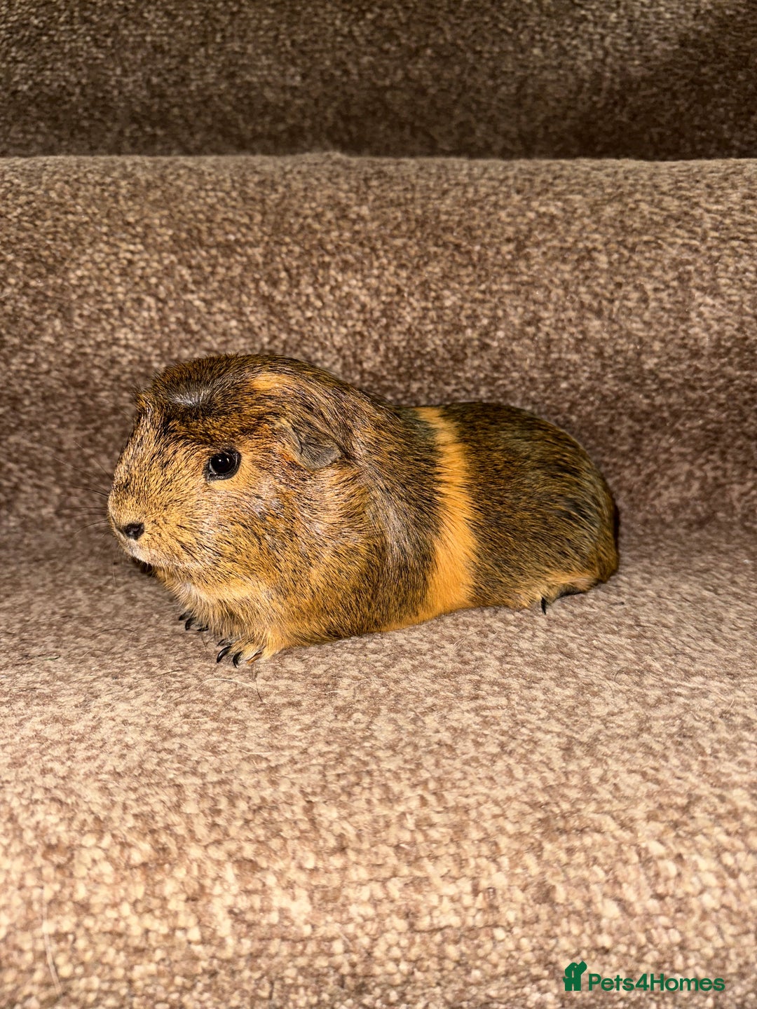 Guinea Pig rodents for sale: Female guinea pig pair (must stay together) - Image 13
