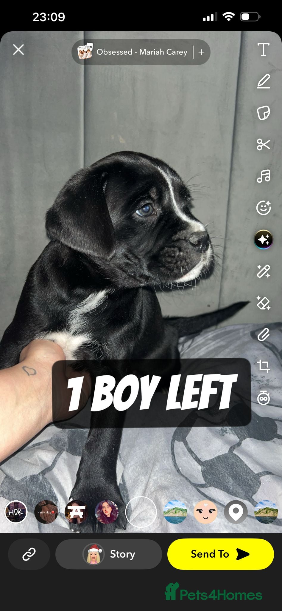 Mixed Breed dogs  Rare breed Boxador puppies  - Advert 6