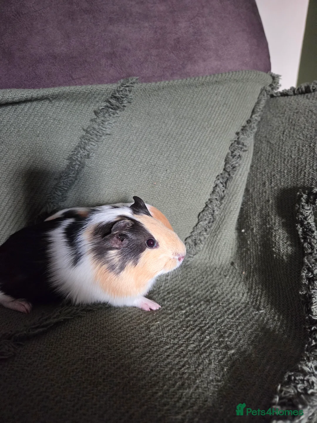 Guinea Pig rodents for sale: Gorgeous bonded brothers - Advert 10