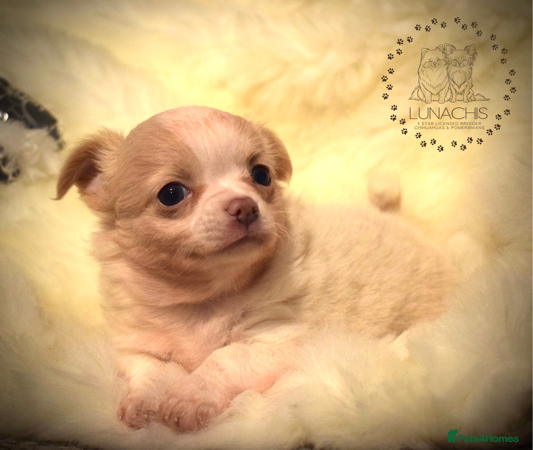 Chihuahua dogs for sale: Stunning chihuahua puppies  - Advert 12