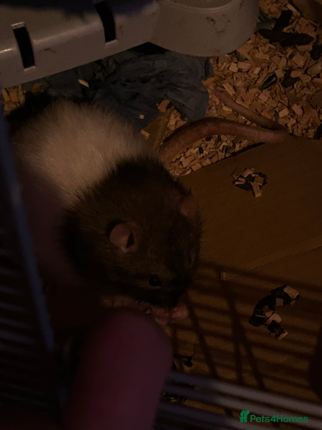 Rat rodents for sale: 5 x Friendly Male Rats - Advert 1