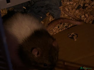 Rat rodents 5 x Friendly Male Rats - Advert 2