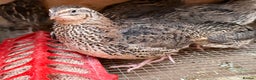 Quail poultry for sale: Jumbo Coturnix Quails  - Advert 2