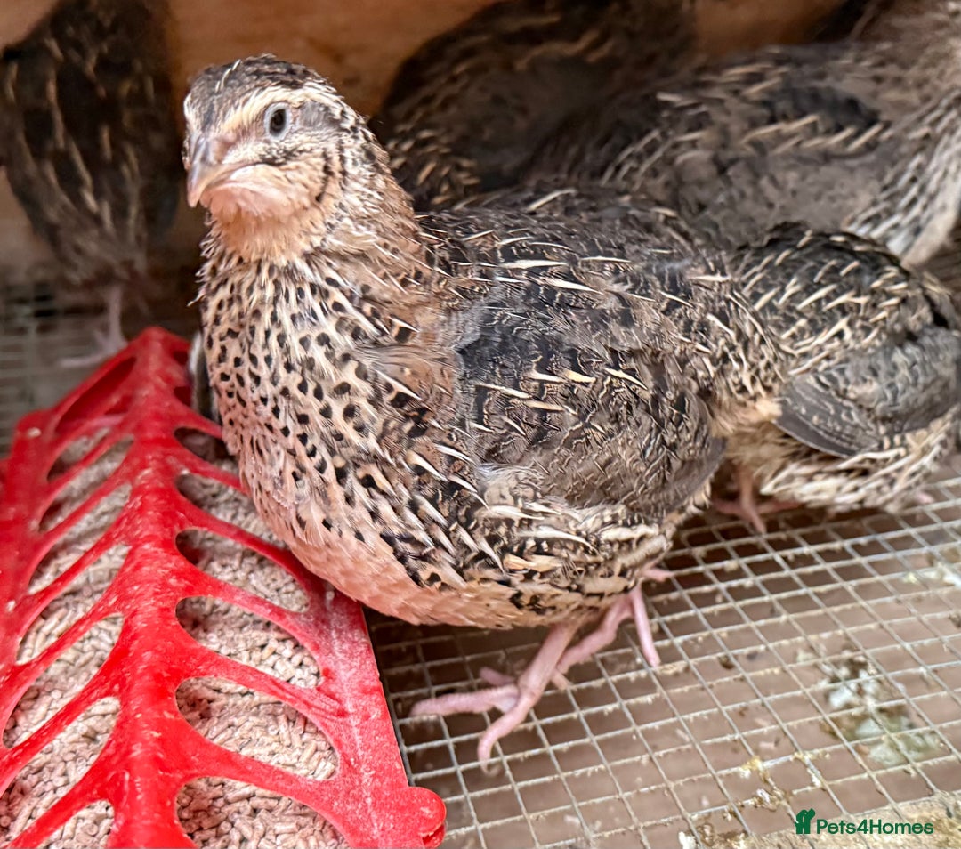 Quail poultry for sale: Jumbo Coturnix Quails  - Advert 2