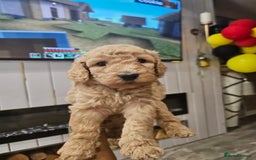 Standard Poodle dogs for sale: Stunning 5* Standard chunky poodle puppies 🐶  - Image 29