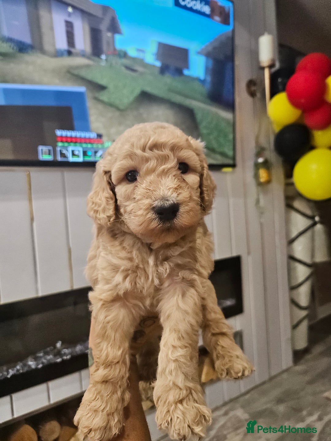 Standard Poodle dogs for sale: Stunning 5* Standard chunky poodle puppies 🐶  - Image 29