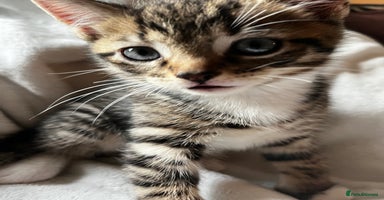 Bengal cats  Glittery Bengal X KittensWith Famous References!  - Advert 9