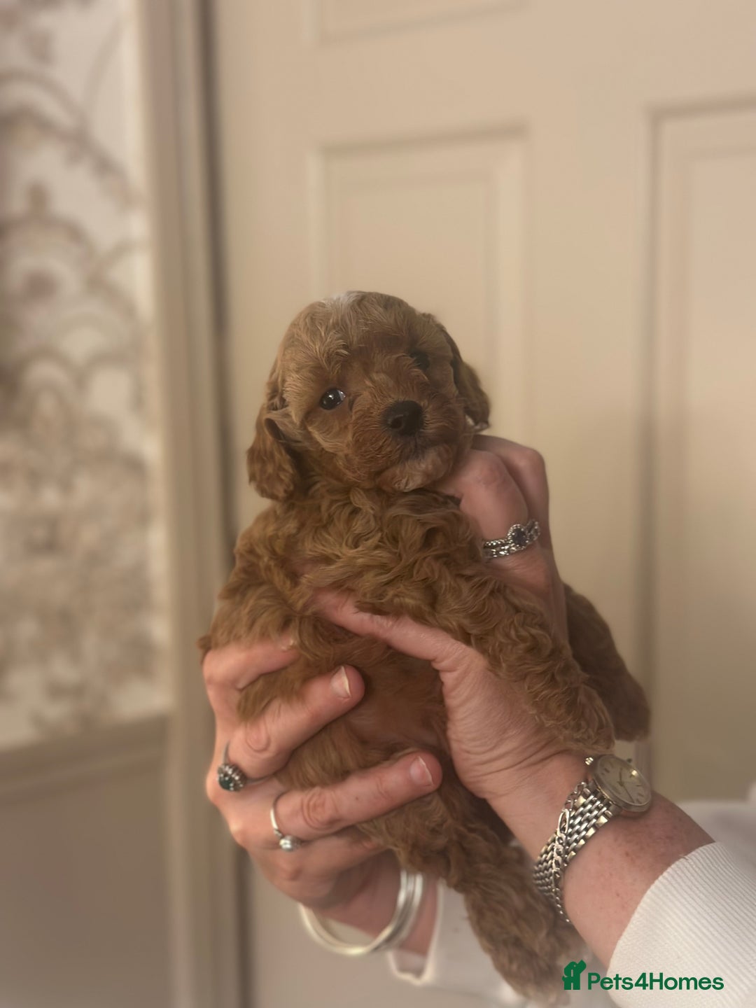 Shihpoo dogs for sale: F1b Shihpoo Puppies - 2 boys, 3 girls  - Advert 14