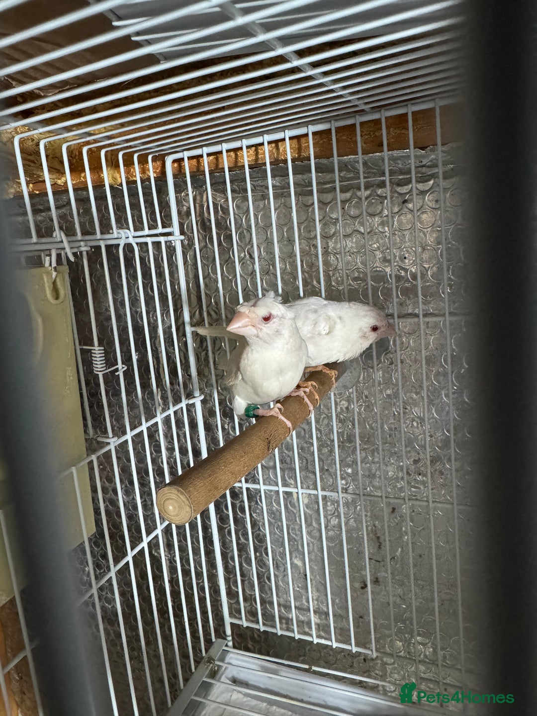 Finches birds for sale: Zebra Finches - Advert 3