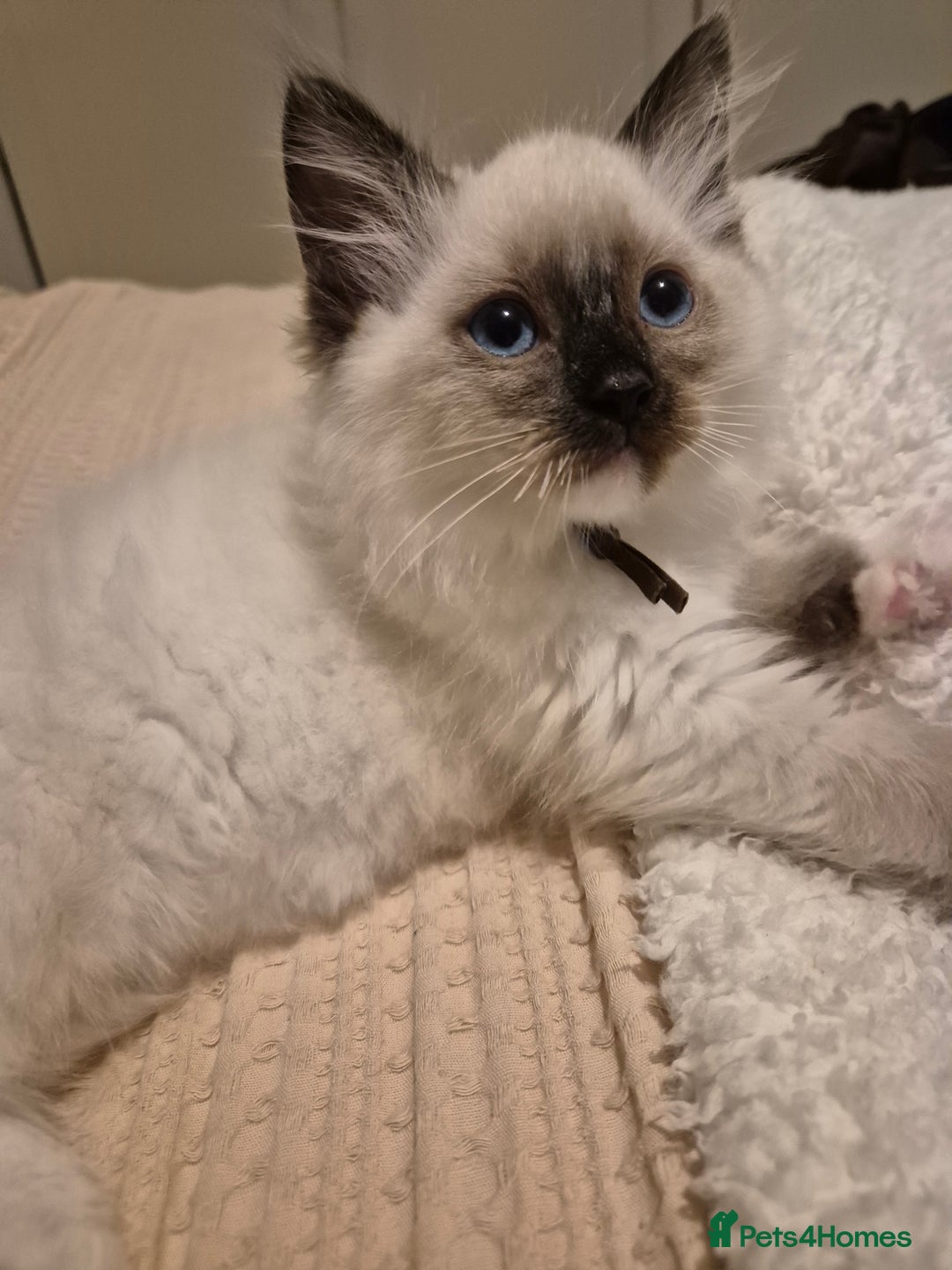 Ragdoll cats for sale: Beautiful Ragdoll Kittens, GCCF & Tica Registered - Advert 4