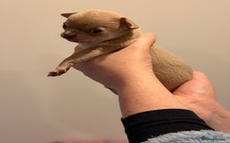 Chihuahua dogs for sale: Tiny apple head chihuahuas - Image 13