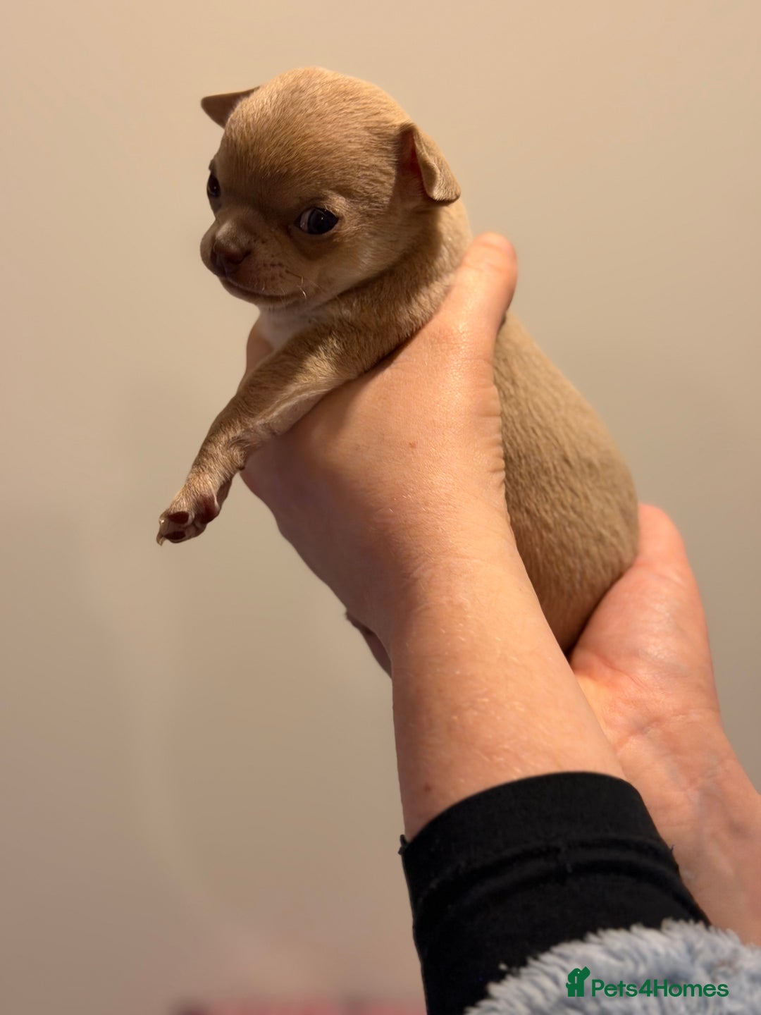 Chihuahua dogs for sale: Tiny apple head chihuahuas - Image 13