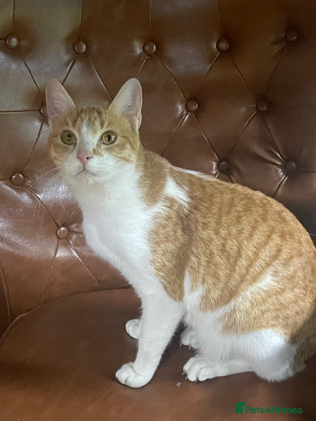 Arabian Mau cats for sale: Lively and lovable ginger girl - Image 2