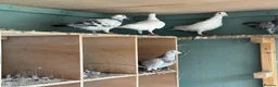 Pigeons birds for sale: Pigeons  - Advert 11