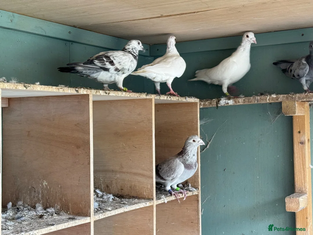 Pigeons birds for sale: Pigeons  - Advert 11