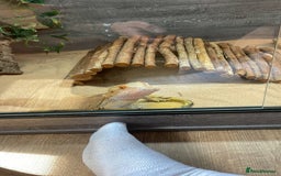 Bearded Dragon reptiles for sale: Male Bearded Deagon and full set up. - Image 6