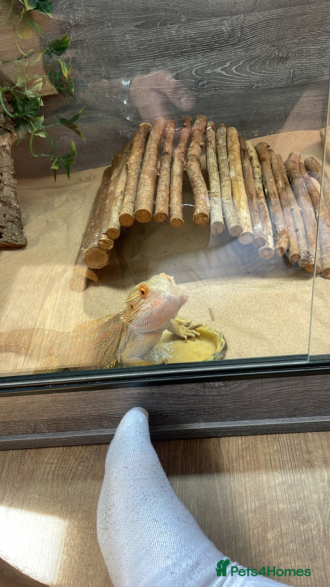 Bearded Dragon reptiles for sale: Male Bearded Deagon and full set up. - Image 6