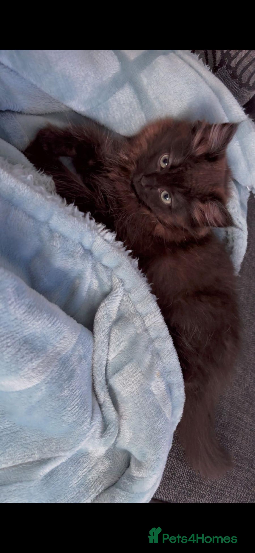 British Shorthair cats for sale: Shadow - Image 1