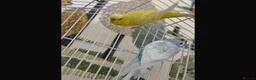 Budgerigars birds for sale: Birds  - Advert 2