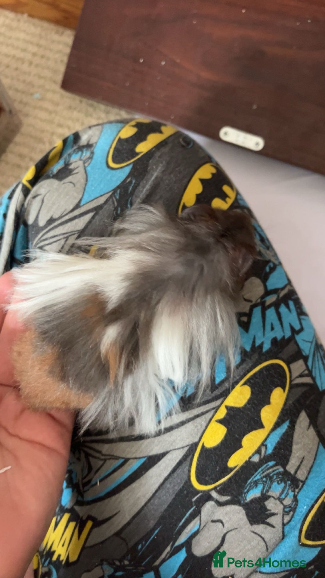 Hamster rodents for sale: Male fluffy brown & white hamster - Image 3