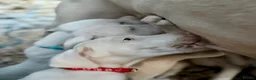 Dobermann dogs for sale: Exceptional White & Cream Doberman Puppies - Advert 38