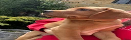 Labrador Retriever dogs for sale: ⭐️READY TO LEAVE NOW kcregistered Labrador puppies - Advert 2