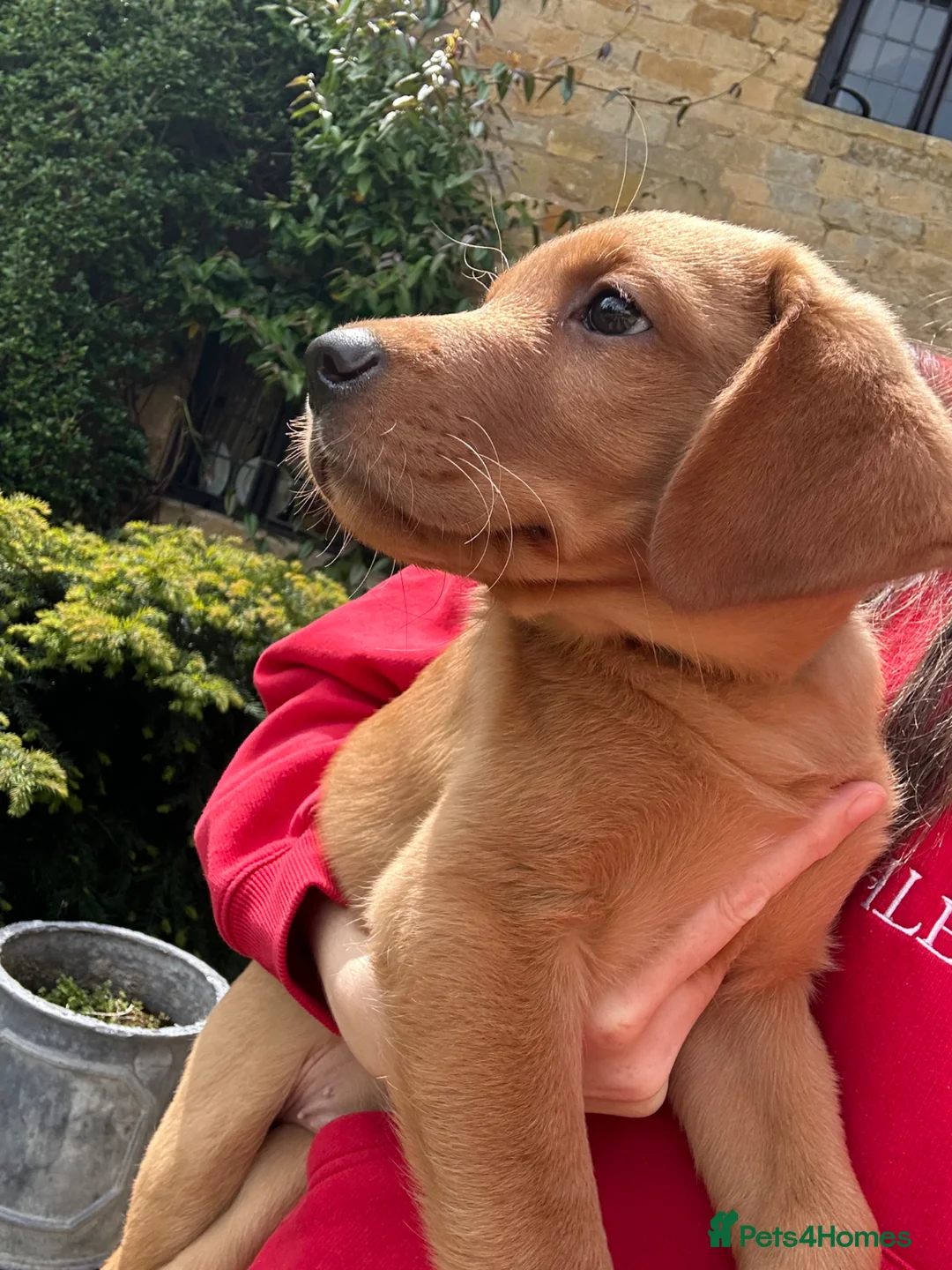Labrador Retriever dogs for sale: ⭐️READY TO LEAVE NOW kcregistered Labrador puppies - Advert 2