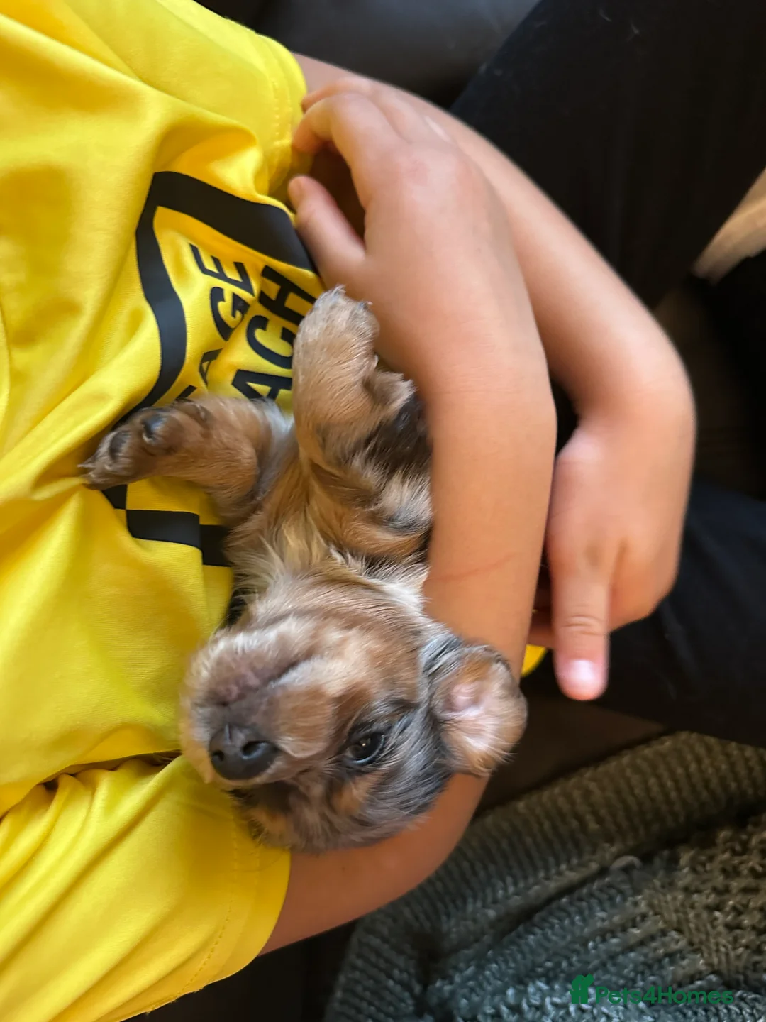 Miniature Dachshund dogs for sale: Longhairded dapple mini dachshunds  - Advert 3