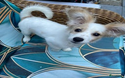 Mixed Breed dogs for sale: 4 month old female Cockerspaniel x Pom puppy - Image 9