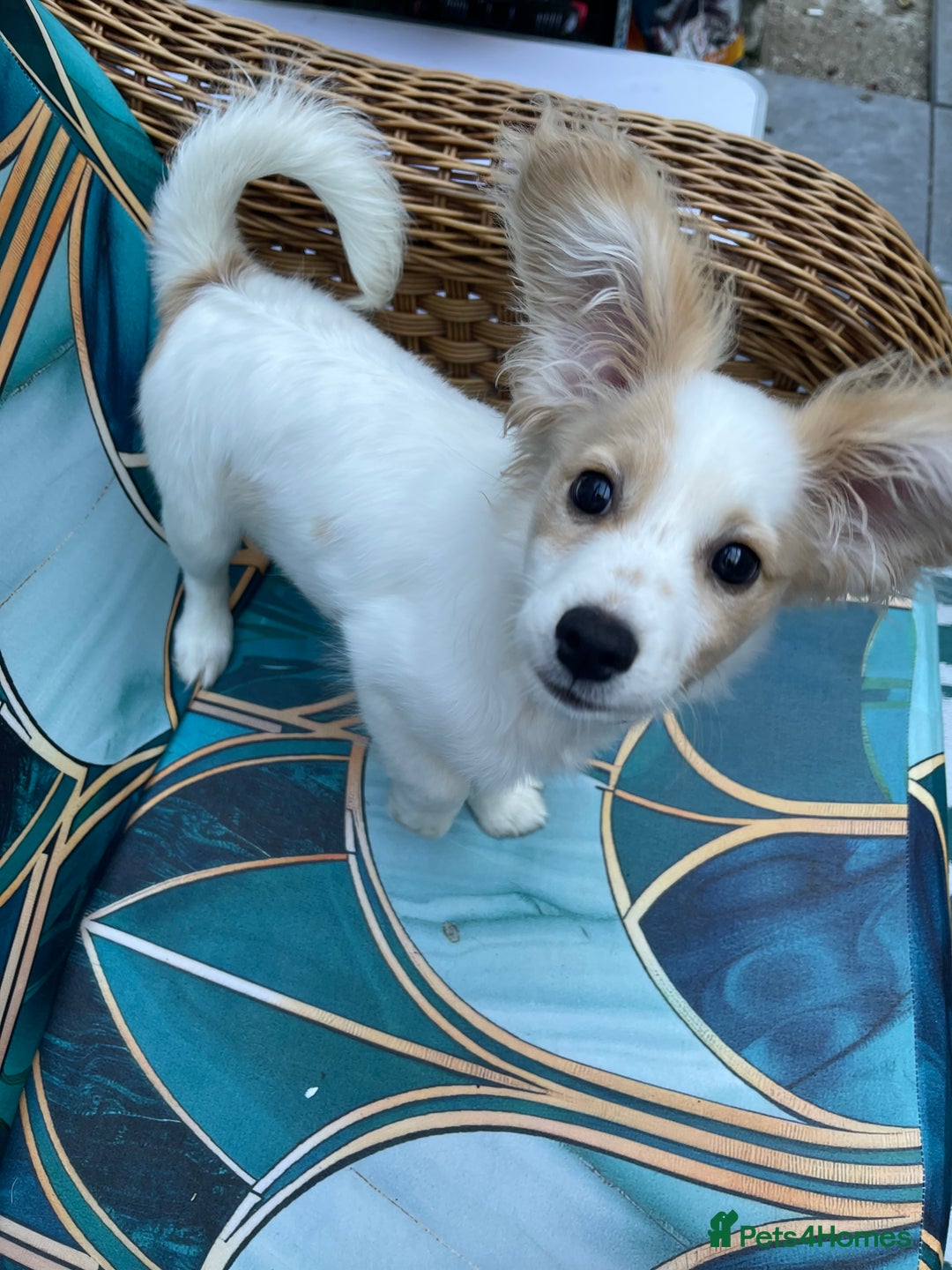 Mixed Breed dogs for sale: 4 month old female Cockerspaniel x Pom puppy - Image 9