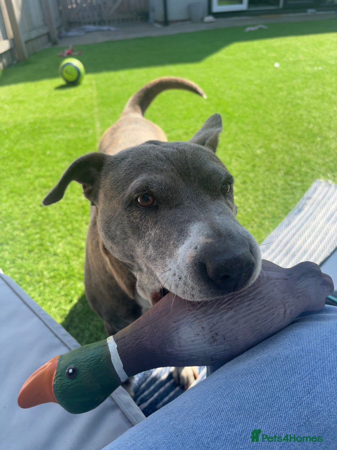Mixed Breed dogs for sale: Staffy mix for sale  - Image 3