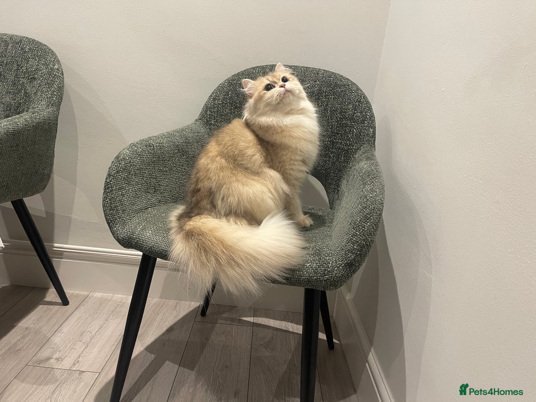 British Longhair cats for sale: Colour point British longhair boy - Advert 8