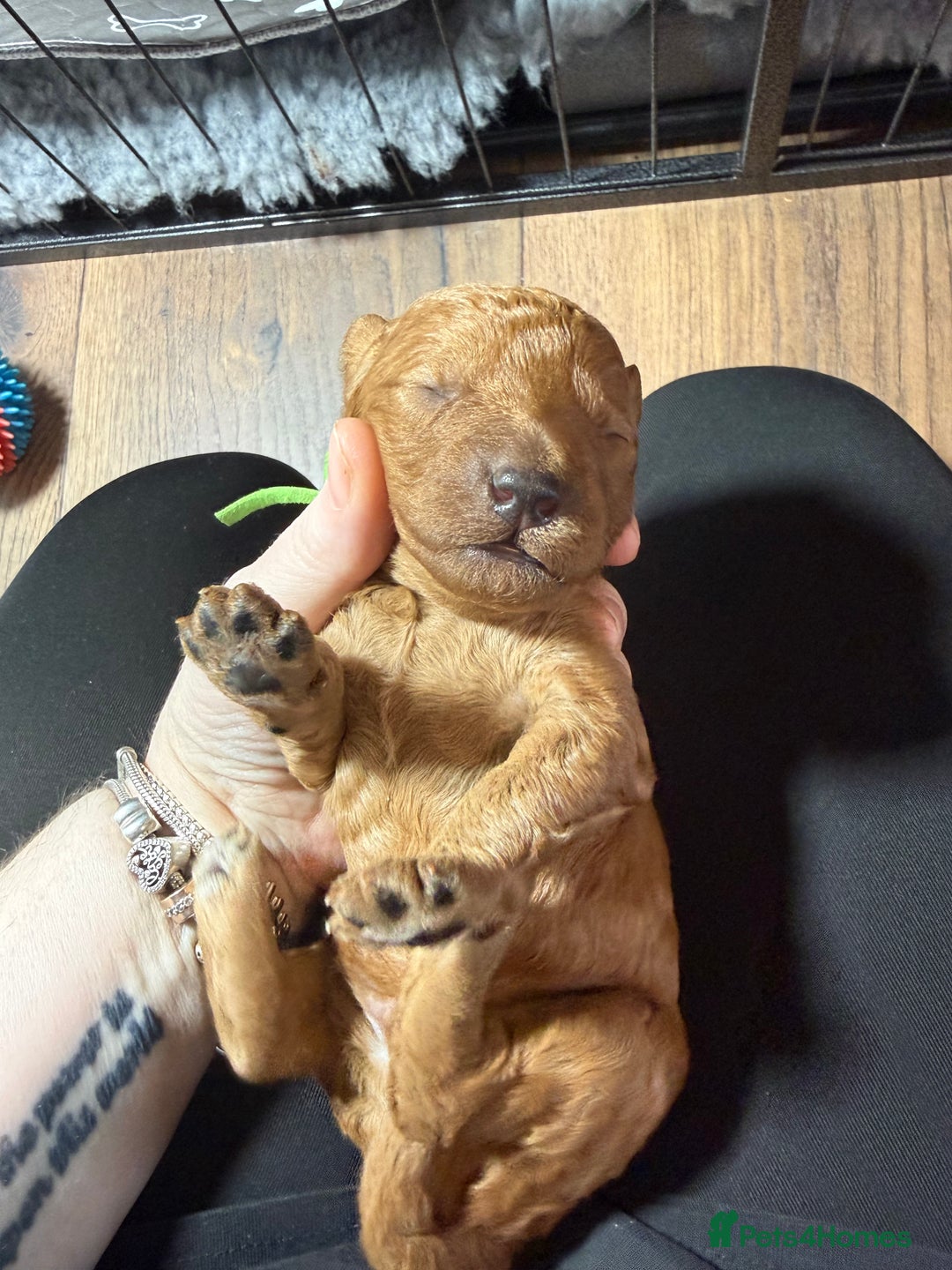 Labradoodle dogs for sale: Beautiful labradoodles  - Advert 14