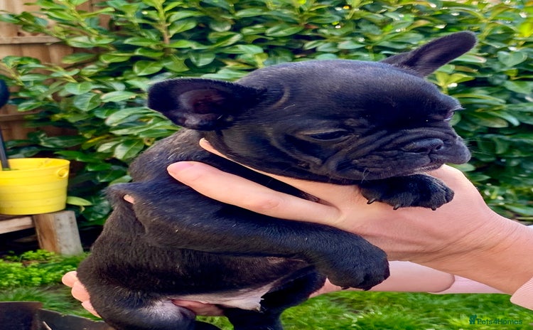 French Bulldog dogs - Advert 7