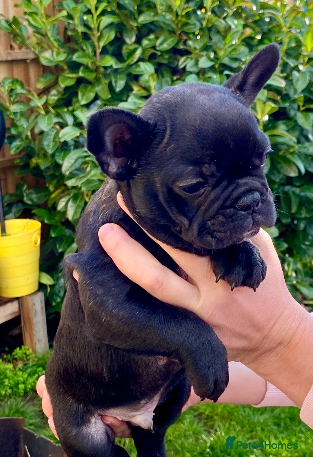 French Bulldog dogs for sale: KC reg pure French Bulldog puppies - Image 1