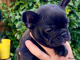 French Bulldog dogs - Advert 9