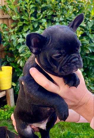 French Bulldog dogs - Advert 2